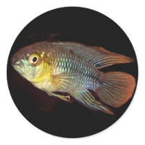Apistogramma borellii sticker