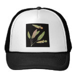 Aplocheilus lineatus and Cryptocoryne blassi Black Hat