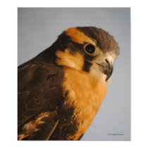 Aplomado Falcon II Poster