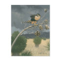 Aplomado Falcon postcards by carpenterjim Aplomado Falcon postcards