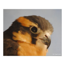 Aplomado Falcon Posters