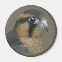 Aplomado Fridge Magnets