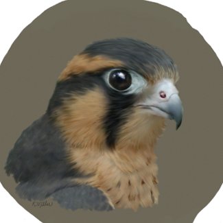 Aplomado ornament