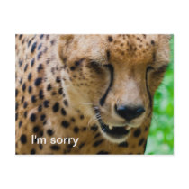 Apologetic Cheetah Postcard