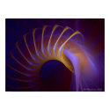 Apophysis 1008c posters by Jellaboom Apophysis 1008c posters
