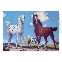 Appaloosa and Arabian Stallions Cards
