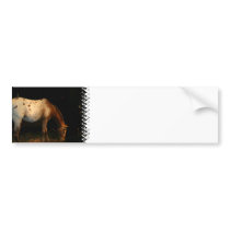 Appaloosa Bumper Sticker
