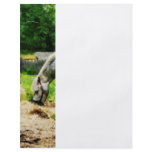 Appaloosa Eating Hay Full Color Flyer