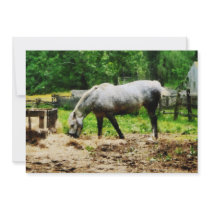 Appaloosa Eating Hay Custom Invite