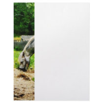 Appaloosa Eating Hay Custom Letterhead