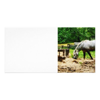 Appaloosa Eating Hay Personalized Photo Card by SusanSavad