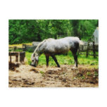 Appaloosa Eating Hay Post Card