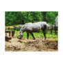 Appaloosa Eating Hay Post Card