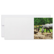 Appaloosa Eating Hay Rack Card