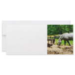Appaloosa Eating Hay Rack Card