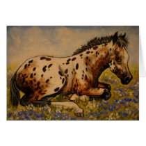 Appaloosa foal greeting card