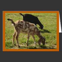 Appaloosa Goat? cards