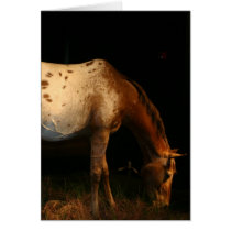 Appaloosa Greeting Card