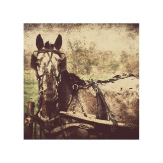 Appaloosa Harness Horse Wood Canvases