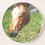 Appaloosa Horse  Coaster
