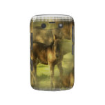 Appaloosa Horse Collage Blackberry Bold Case
