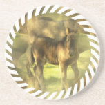 Appaloosa Horse Collage Coasters