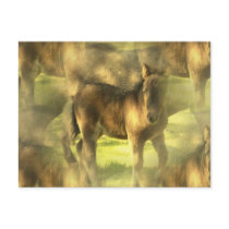 Appaloosa Horse Collage Postcard