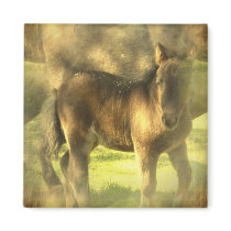 Appaloosa Horse Collage Square Magnet
