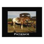 Appaloosa Horse Equine Animal Photo Art  Print