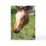 Appaloosa Horse Greeting Card