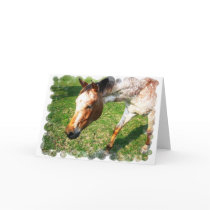 Appaloosa Horse Greeting Card