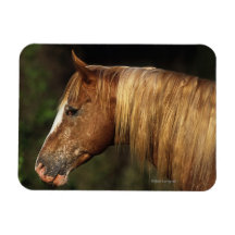 Appaloosa Horse Headshot 1 Rectangle Magnet