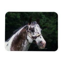 Appaloosa Horse Headshot 2 Rectangular Magnet