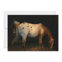 Appaloosa Horse Invitation