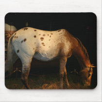 Appaloosa Horse Mouse Pad