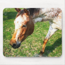 Appaloosa Horse Mouse Pad