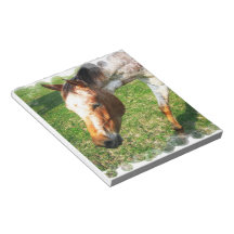 Appaloosa Horse Notepad
