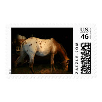 Appaloosa Horse Postage Stamp