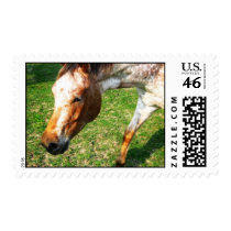 Appaloosa Horse Postage Stamp