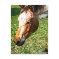 Appaloosa Horse Postcard