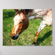 Appaloosa Horse Poster Print