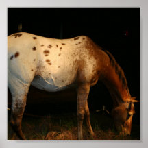 Appaloosa Horse Print