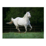 Appaloosa Horse Running 1 Post Cards
