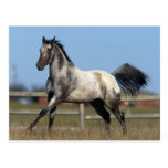 Appaloosa Horse Running 3 Postcards