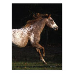 Appaloosa Horse Running 4 Postcard