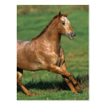 Appaloosa Horse Running in Grassy Field Post Cards