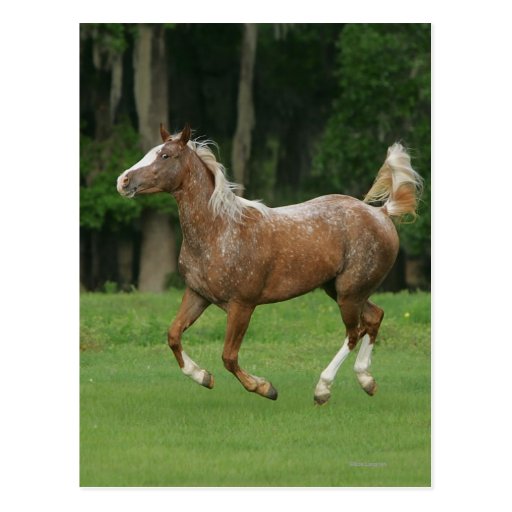 Appaloosa Horse Running Postcard