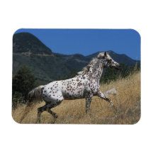 Appaloosa Horse Running up Mountain Vinyl Magnets