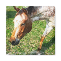 Appaloosa Horse Square Magnet