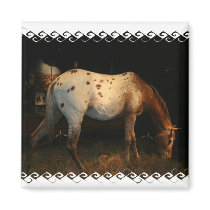 Appaloosa Horse Square Magnet